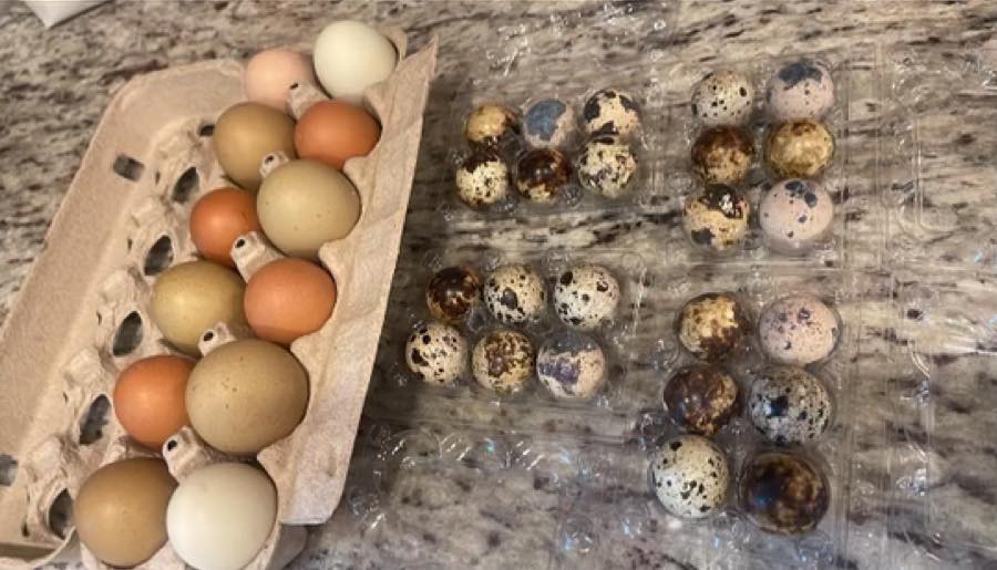 Fresh eggs